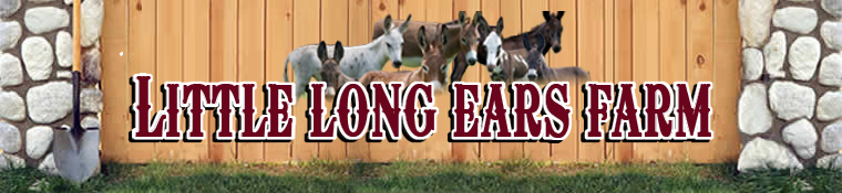 Little Long Ears Farm - Quality Miniature Donkeys